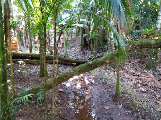 Chácara à venda, 1180 m² por r$ 120.000 - américa de cima - morretes/pr - Foto 15