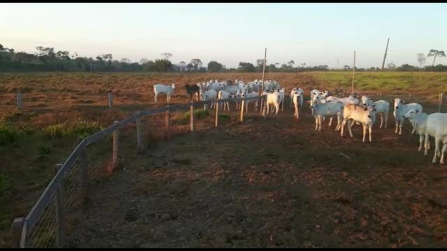 265 Alqueires, terra argilosa pecuária, Próximo MT-220 - Foto 4