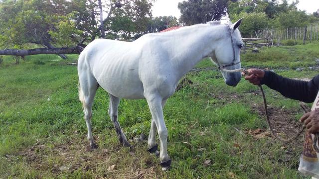 Vendo cavalo meio sangue - Foto 4