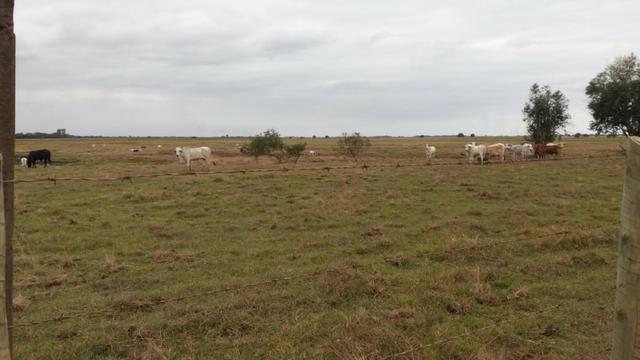 Venda-se está fazenda de 88 Alqueires no Estado do Rio de janeiro/ RJ - Foto 5