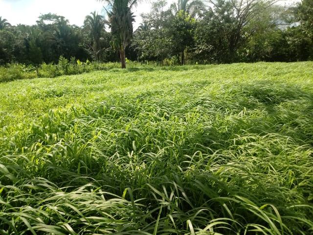 Fazenda no Mato Grosso em Rosário Oeste com 784 Hectares - Foto 18