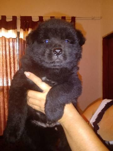 Cachorro