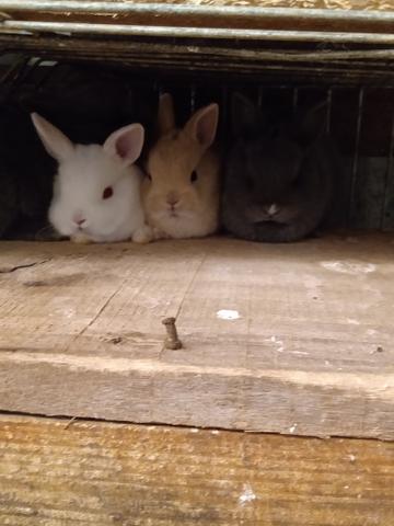 Mini coelhos