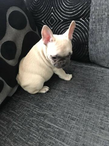 Bulldog Francês todas as cores da raça a pronta entrega - Foto 6