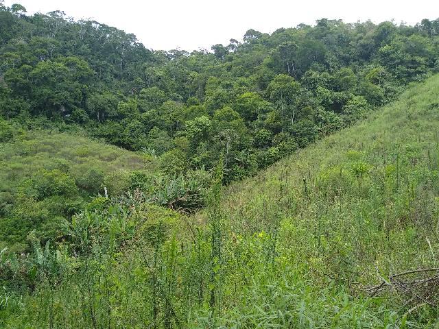 Sítio Viana meia legue 5 alqueires - Foto 20