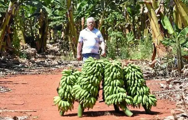 Vendo mudas de bananas de excelente qualidade!