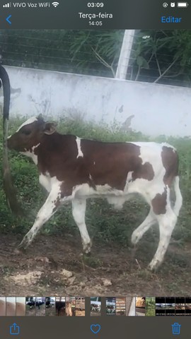 Mini vaca parida