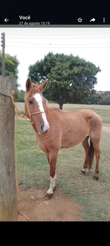 Asas de salto de equinos produtos cavalo cavalo de alumínio barato Saltar  Mostrar pulando cerca para Stock - China Mostrar saltar e Mostrar Jumping  preço