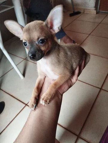 Filhote de Pinscher Macho pra sair rápido  - Foto 3