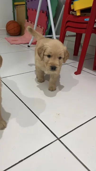 Filhotes Golden Retriever com pedigree - Foto 2