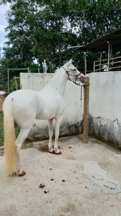 Cavalo manga larga Machador filho do shake alfar cristal pvb - Foto 2