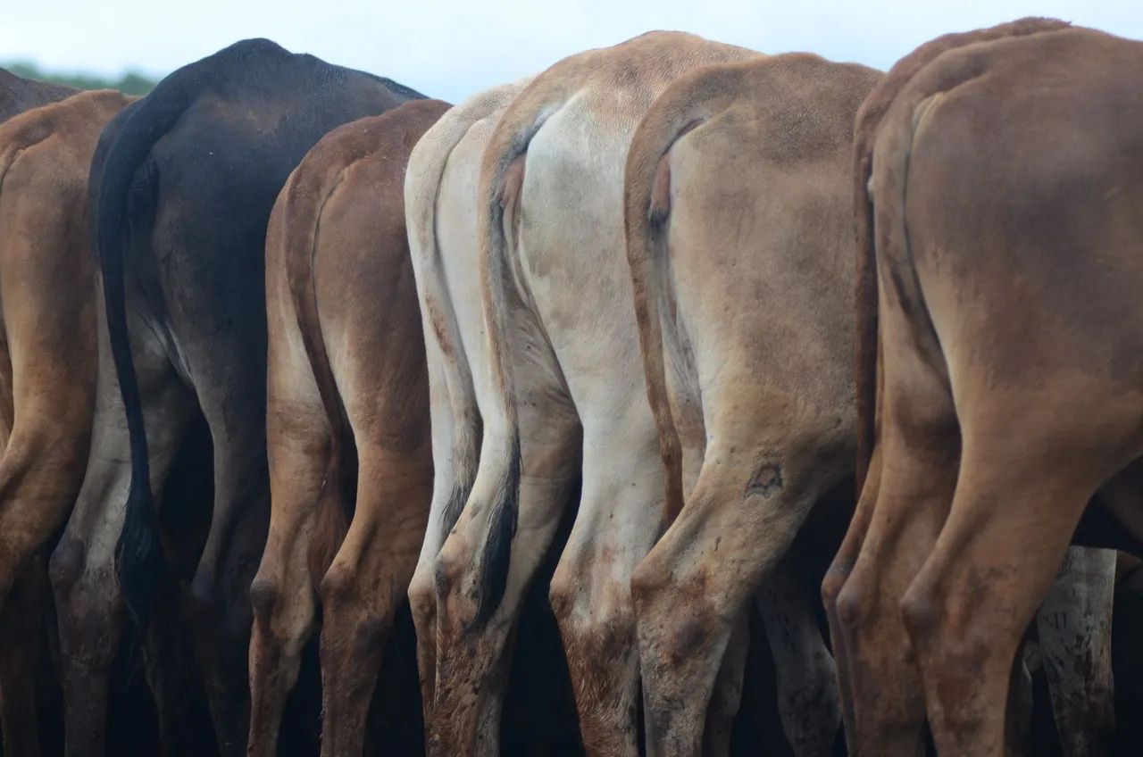 Vendo Gado Meio Sangue Senepol