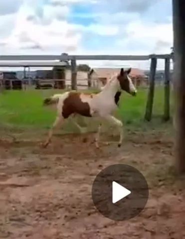 Potra Paint Horse - Foto 3