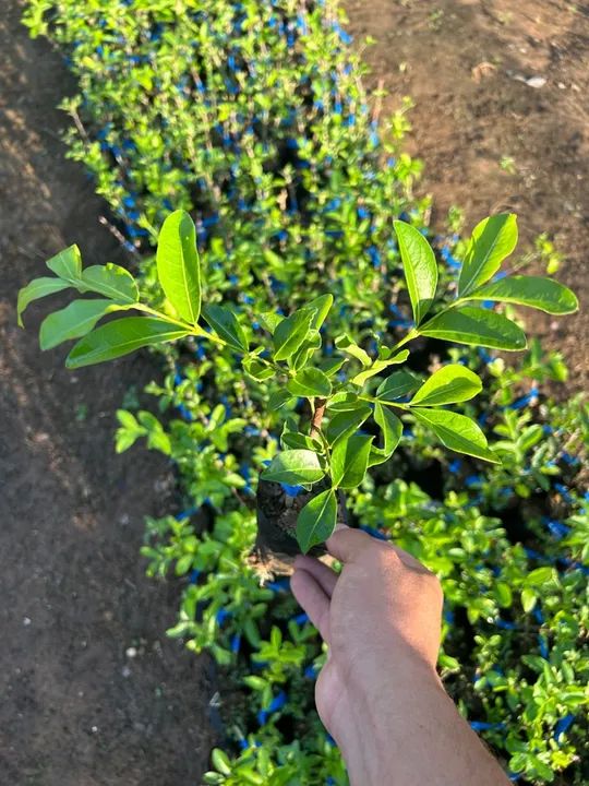 Mudas de acerola junco  - Foto 3