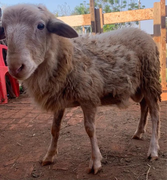 Carneiro  macho - Foto 2