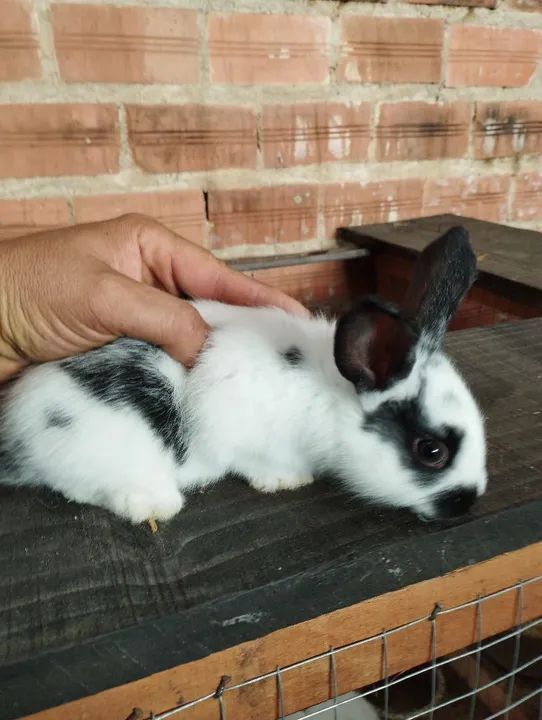 Coelhos Adualtos e filhotes - Foto 2