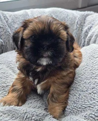 Lindos filhotes Shih Tzu fêmea e macho - Foto 3