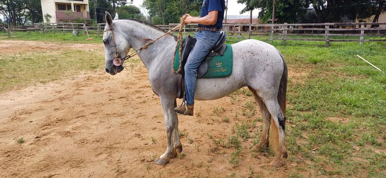 Capri Capim Real, Matriz, MM, registro definitivo, pronto para reprodução. - Foto 3