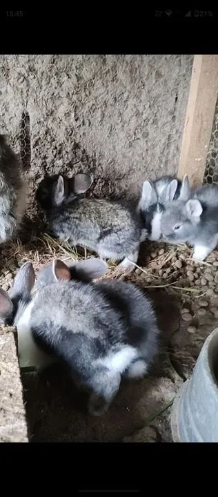 Filhotes de Coelho  - Foto 3
