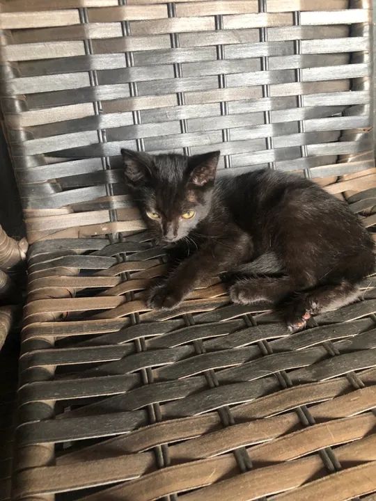 Gatinha Adorável para Adoção - Foto 4