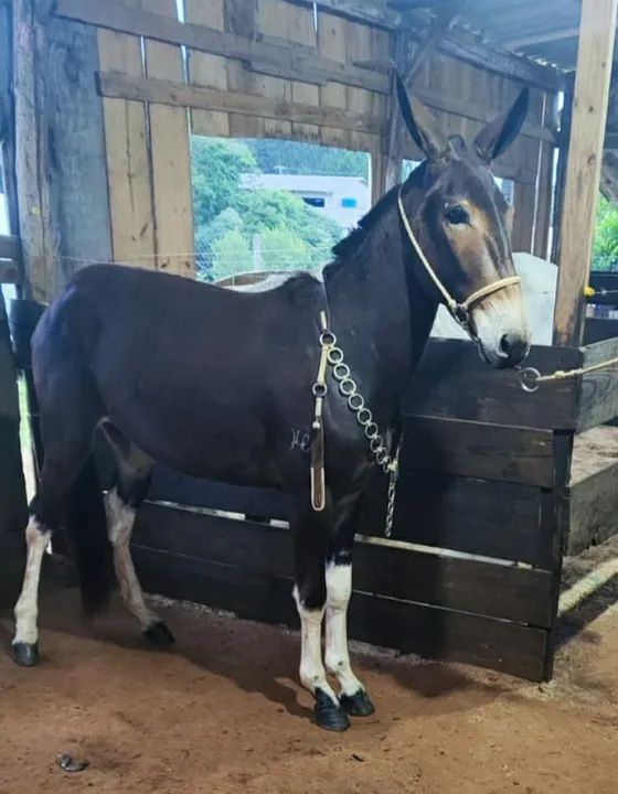 Burro castrado em ponto de doma 3 anos 