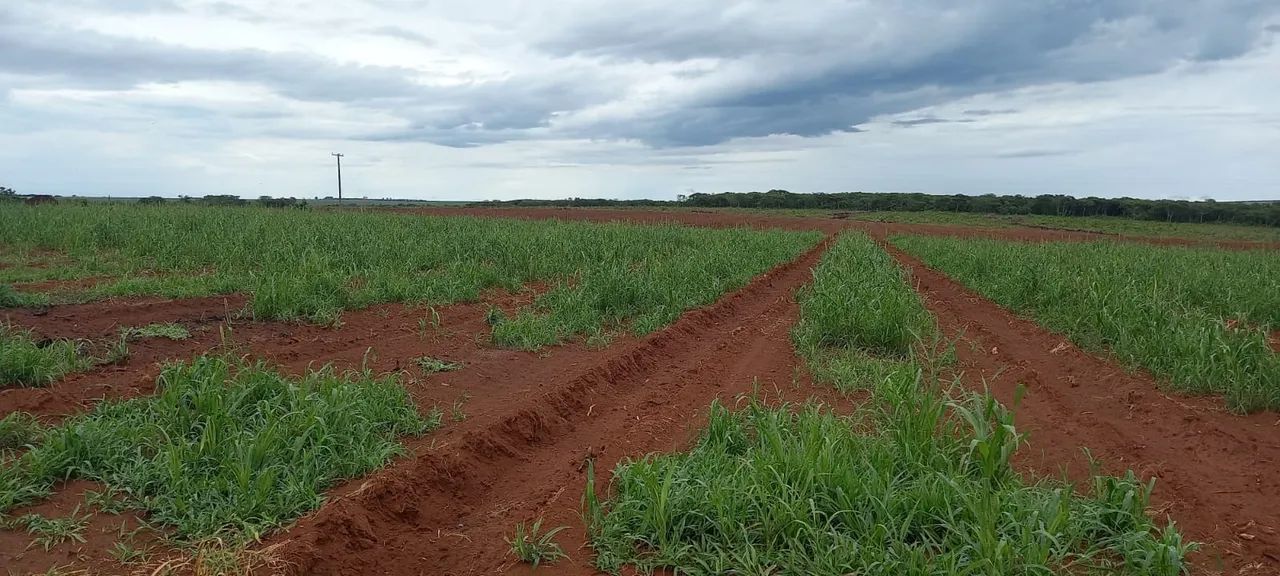 Fazenda de café no triângulo mineiro  - Foto 3