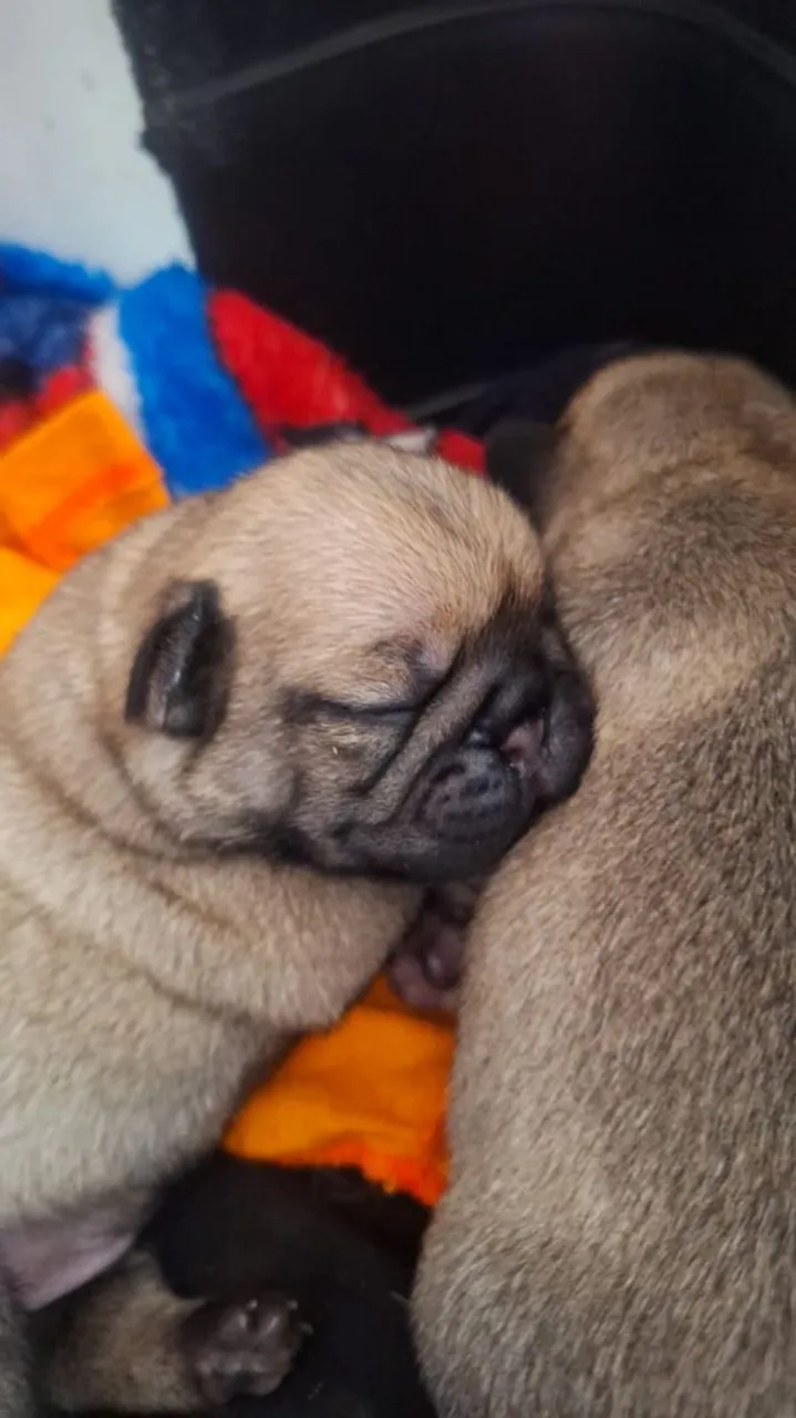 Filhotes de Pug a venda