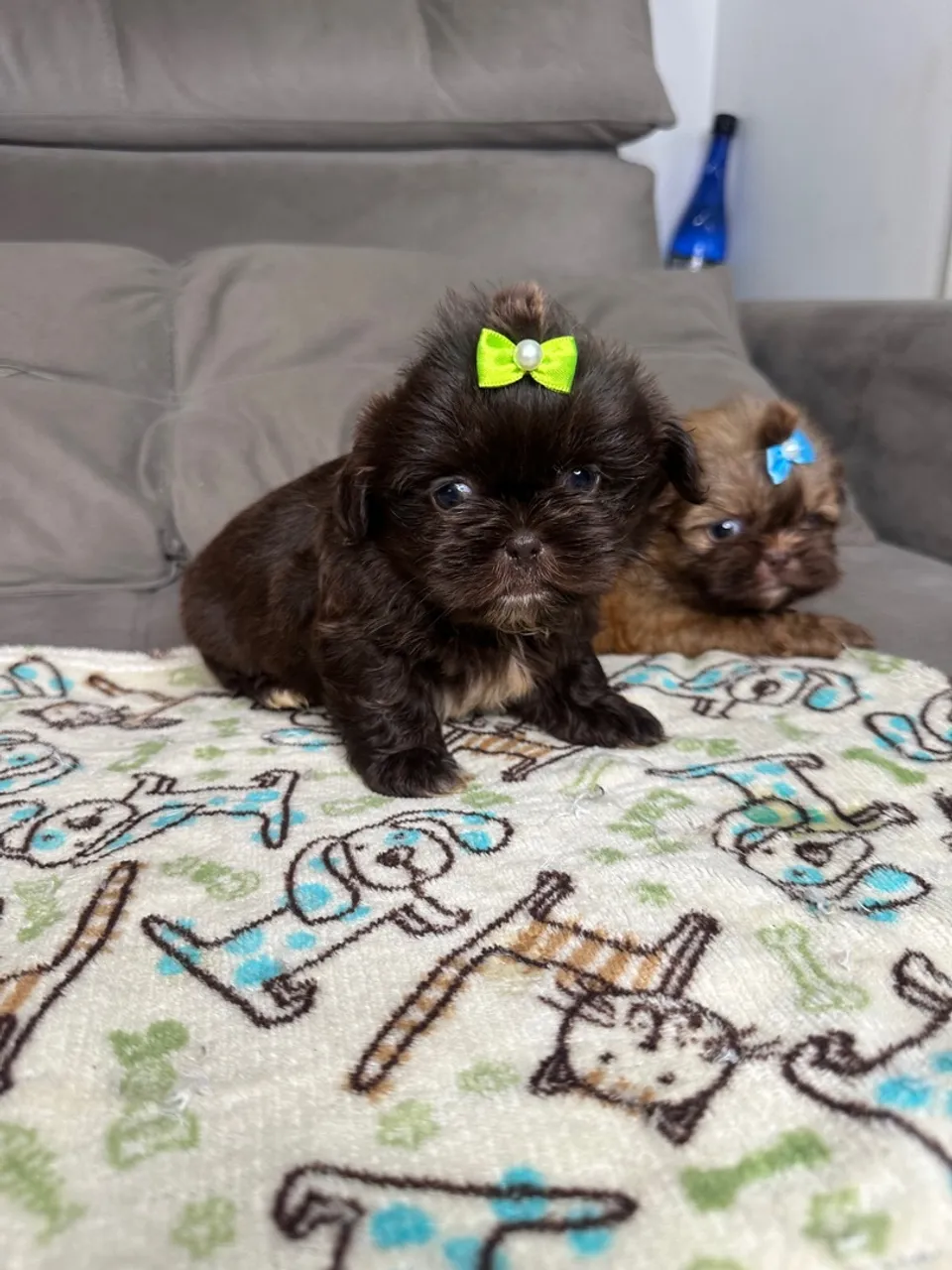 Shihtzu machos mini