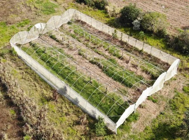 Estufa agrícola zannaleve galvanizada 1.260 m2  - Foto 6