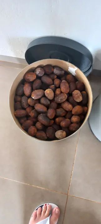 Vendo sementes da palmeira Bismarck . - Foto 2