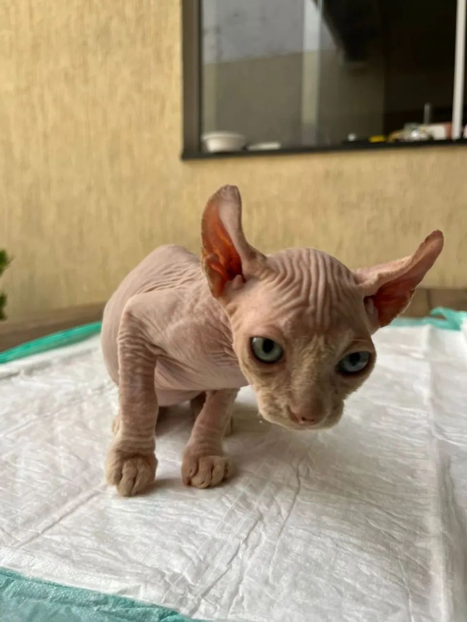 Sphynx Elf - Foto 4