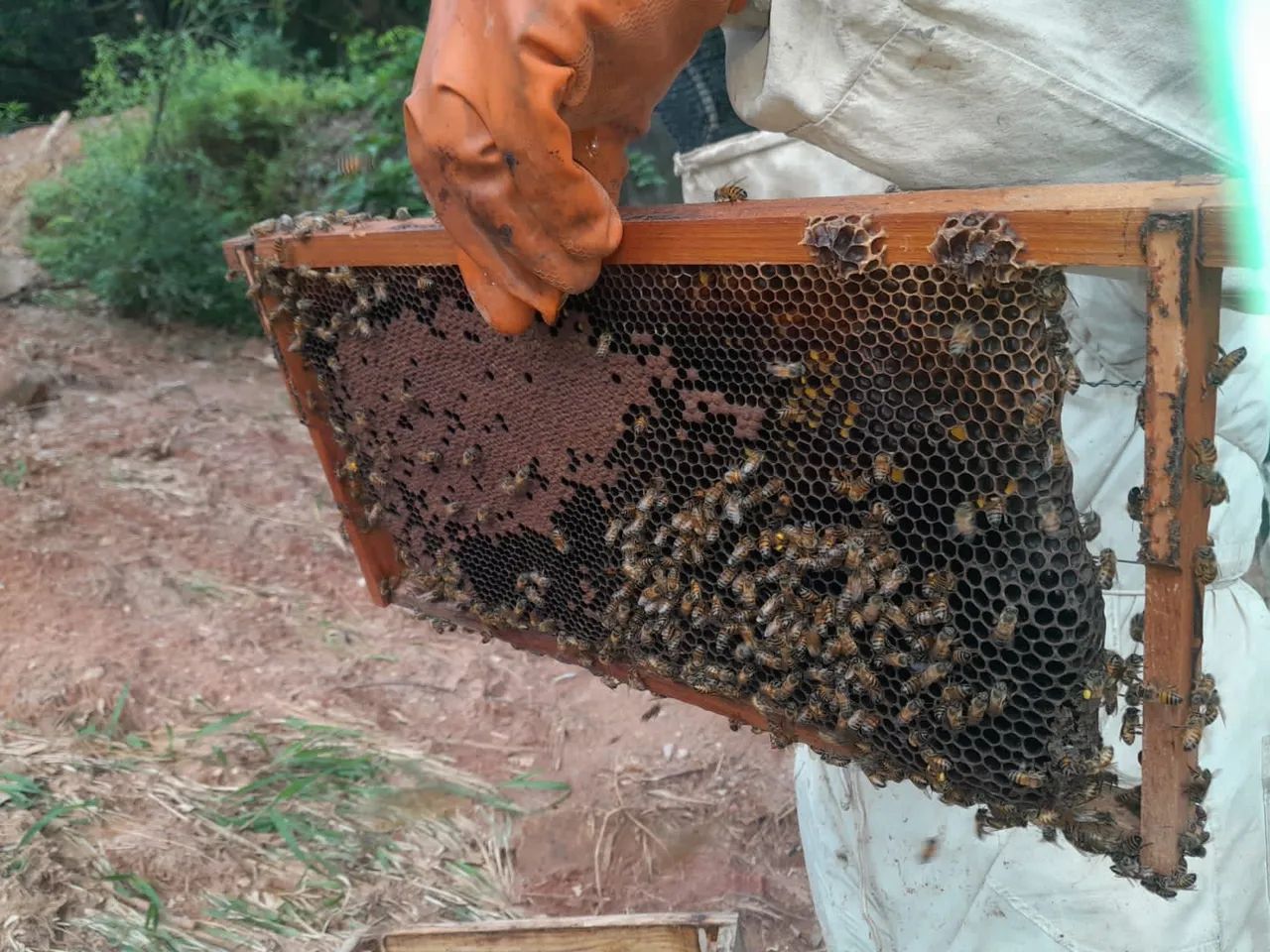 Delícias Di Minas - Foto 4