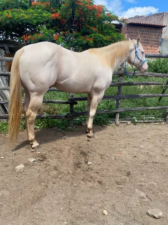 Coberturas a venda, Garanhão Quarto de Milha - Foto 3