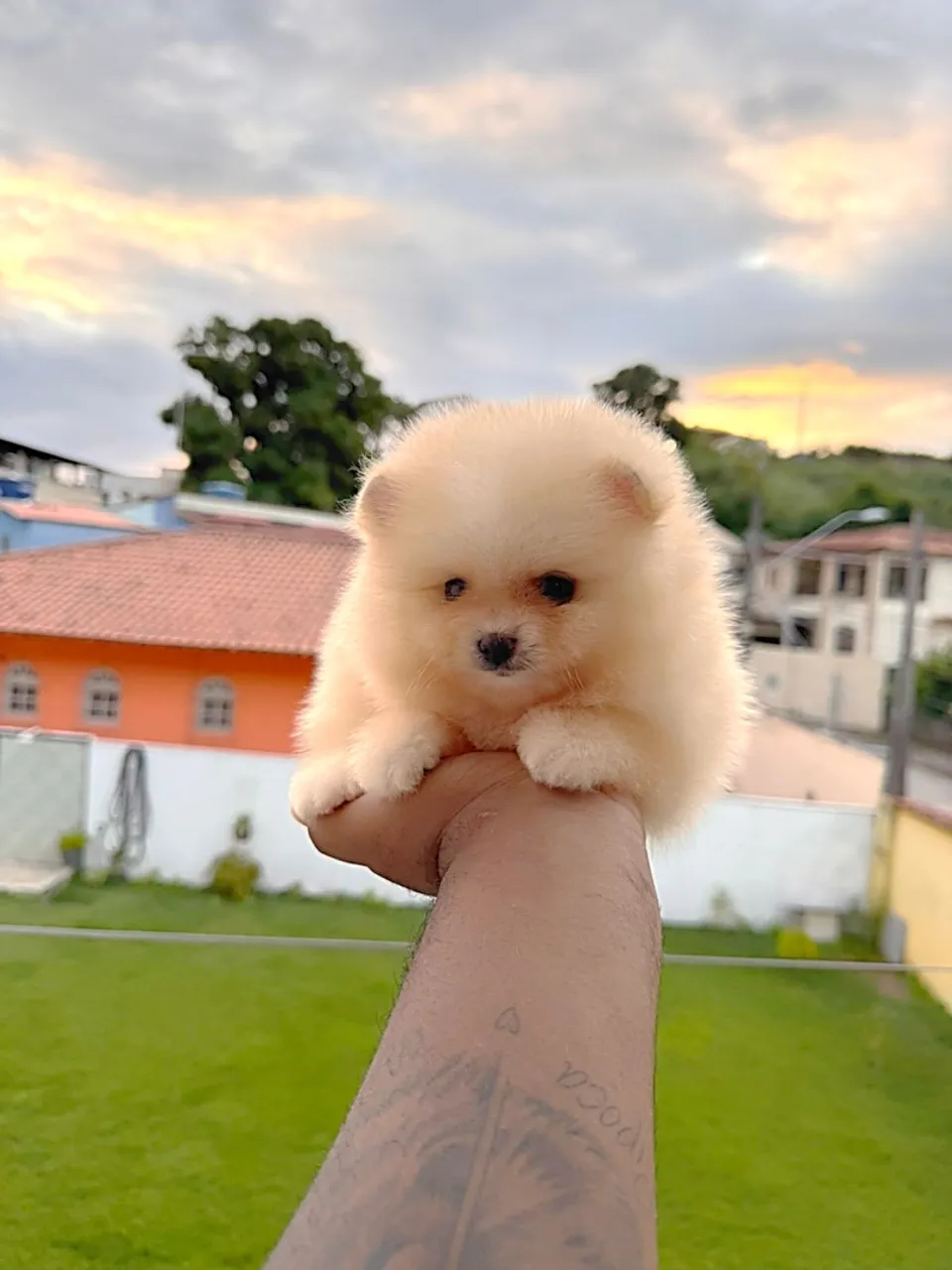 Spitz alemão macho com pedigree