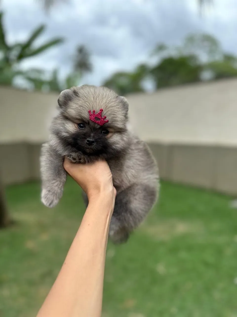 Spitz alemão fêmea