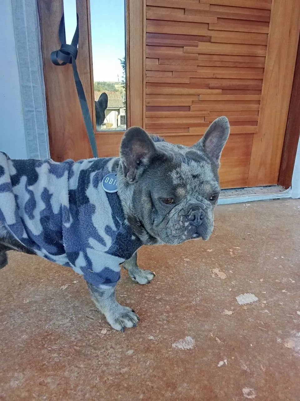 Bulldog Francês Fofo - Odin - Foto 2