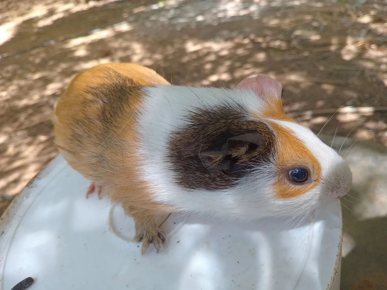 Porquinho da india  - Foto 4