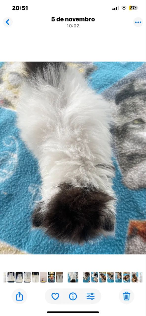 Filhotes de gato persa - Foto 3