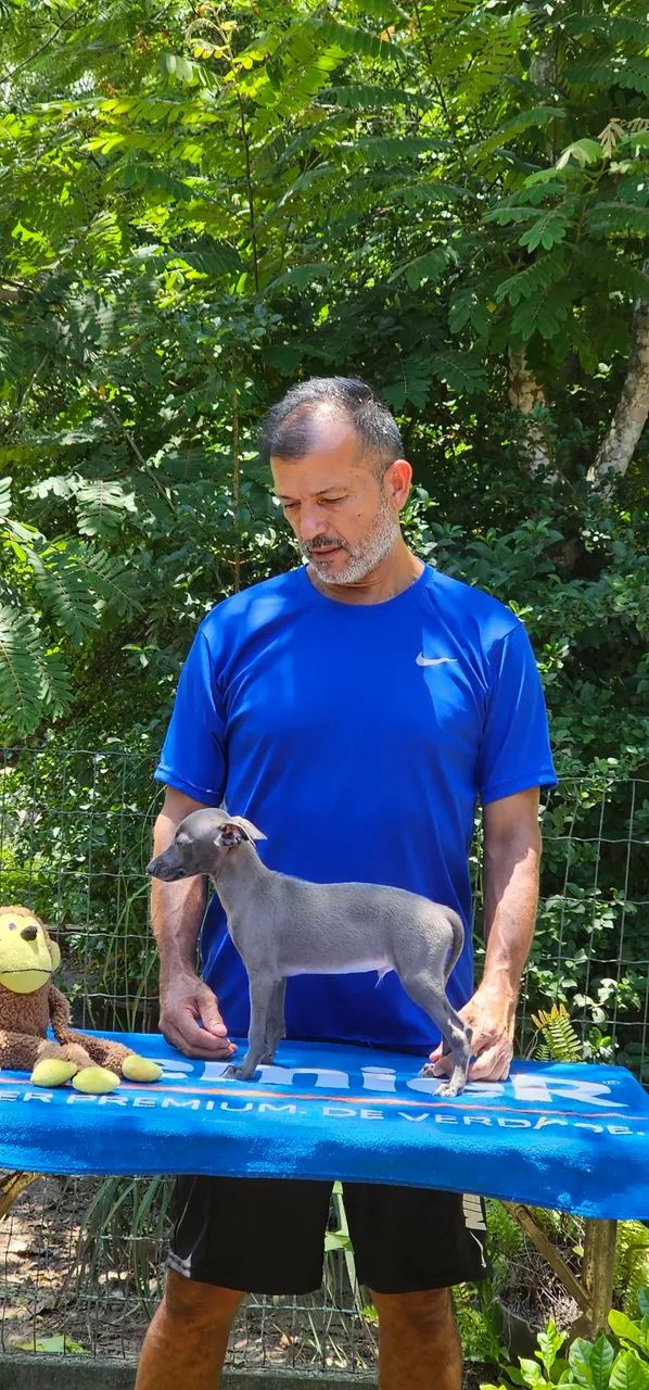 Galgo Italiano Menorzinho Cinza - Foto 3
