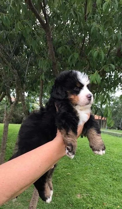 Bernese Mountain - Machinho 50 dias - Para adquirir seu pet, nos contate- 11 960.16.49.76