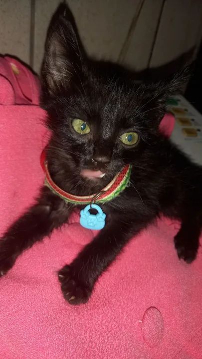 Gatinho preto lindo para adoção