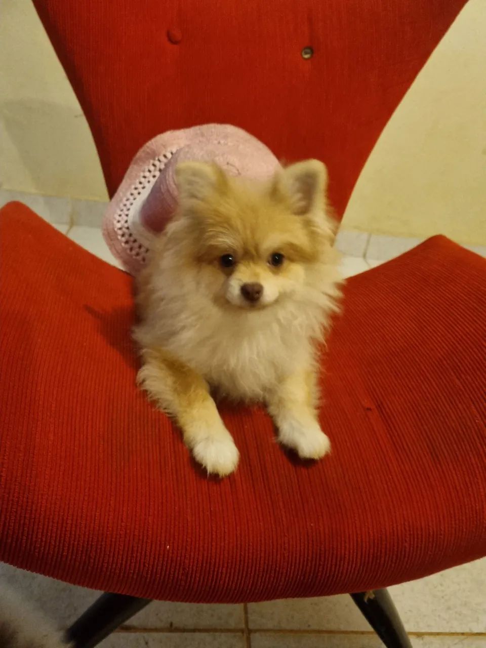 Spitzs Alemão anão fêmea  - Foto 4