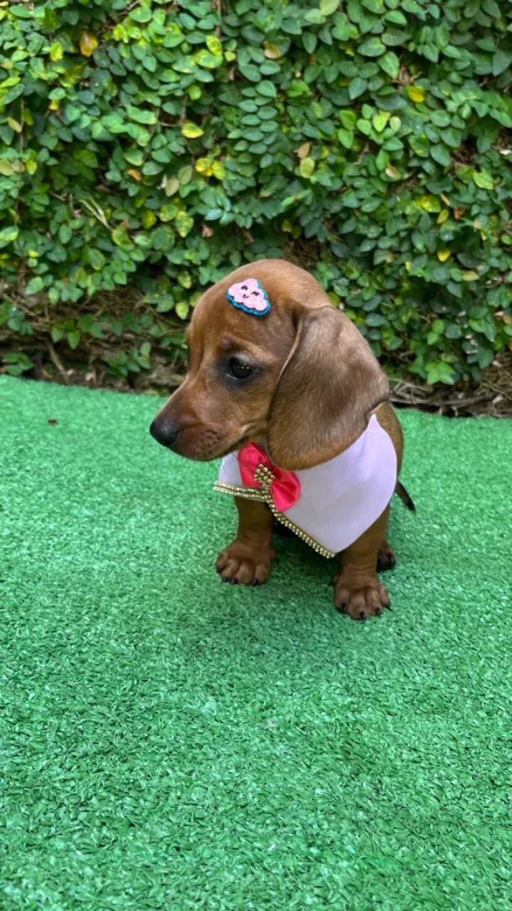 Filhote de Teckel Kaninchen - Foto 3