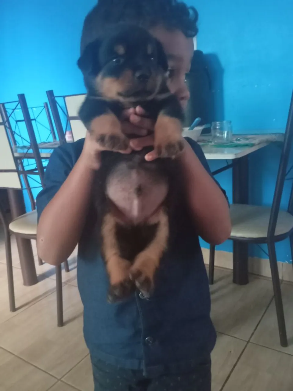 Filhote Rottweiler