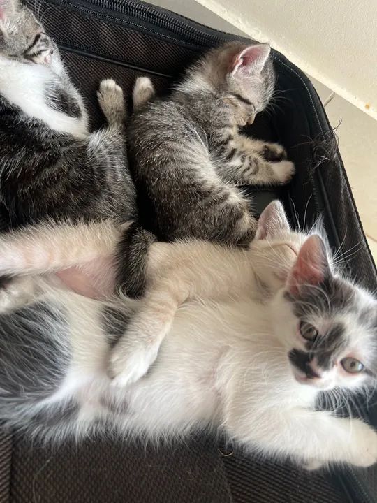 Gatinhos fofinhos para adoção - Foto 3