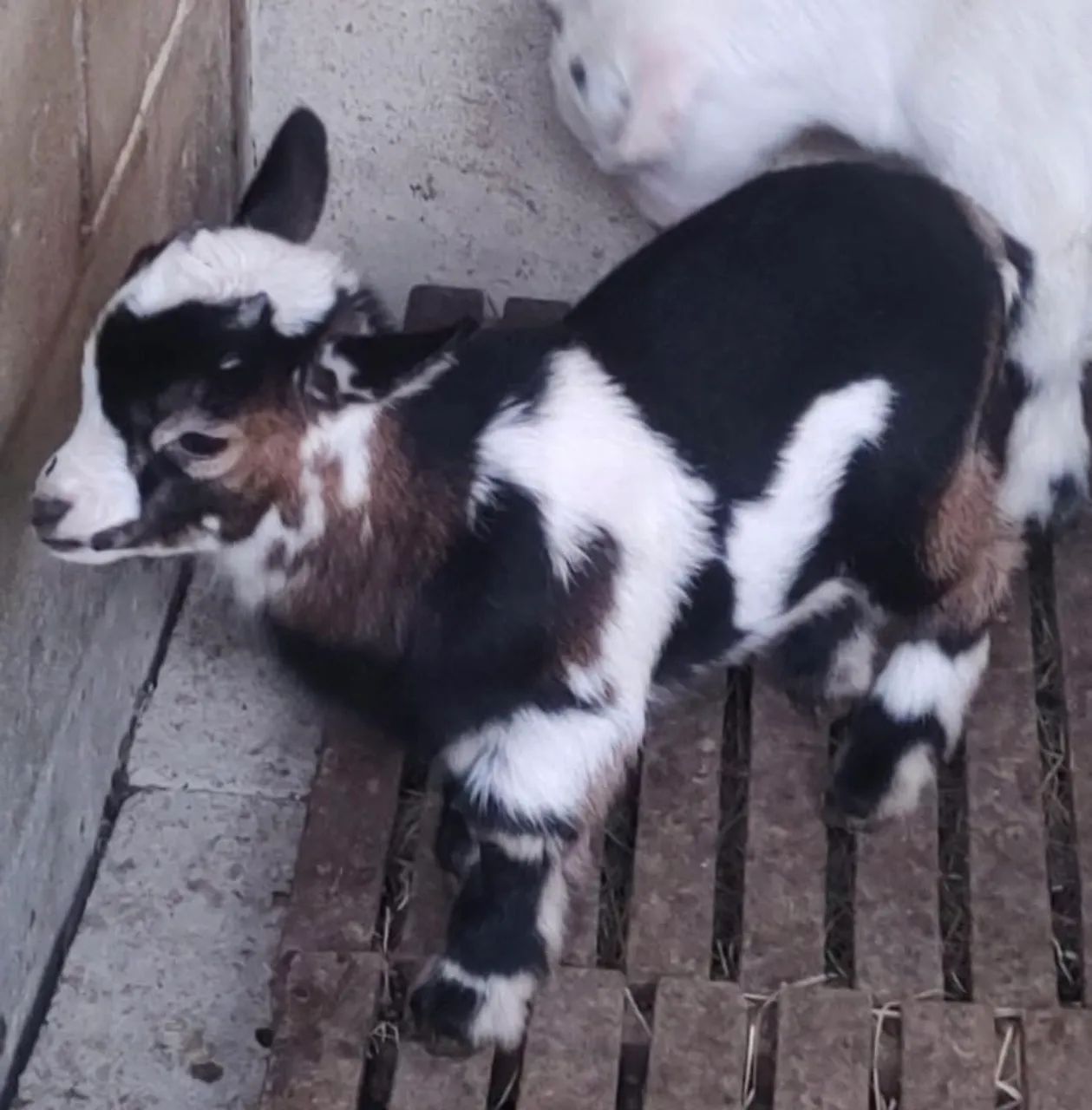 Mini Cabrito, mini bode, mini cabra  - Foto 3