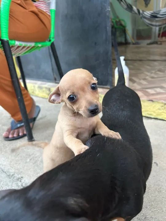 Pinscher Filhote Macho - Foto 4