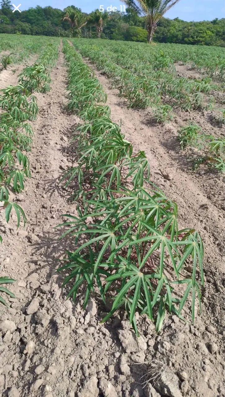VENDO FAZENDA EM ( BRAGANÇA )