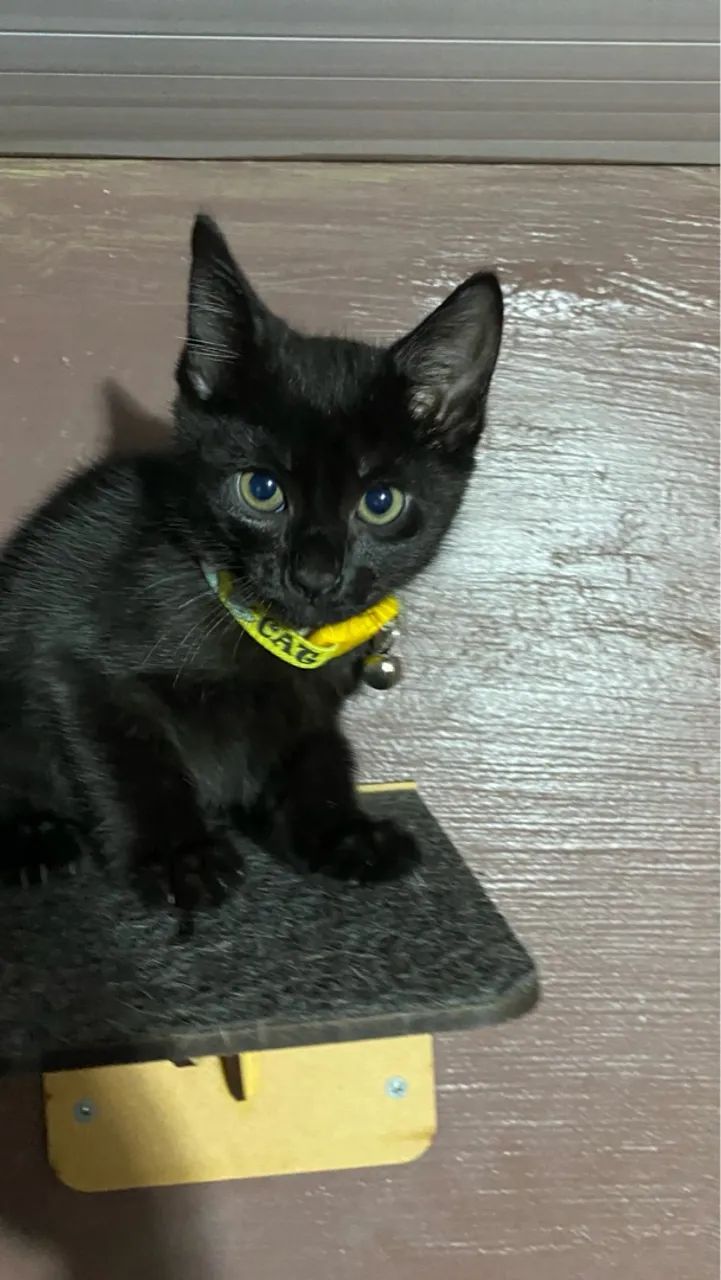 Gatinho preto para adoção  - Foto 3