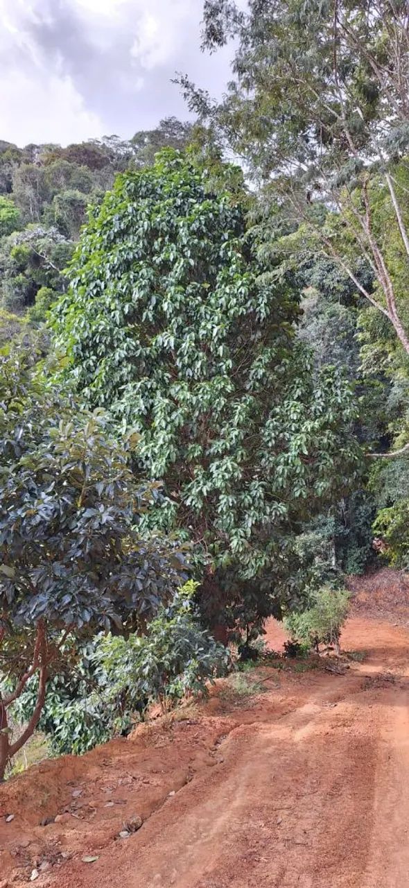 Vendo Linda Chácara em Santa Teresa (6.023m², Escriturada) - Foto 2